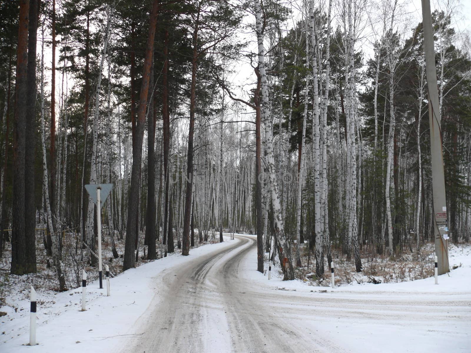 Path in winter forest