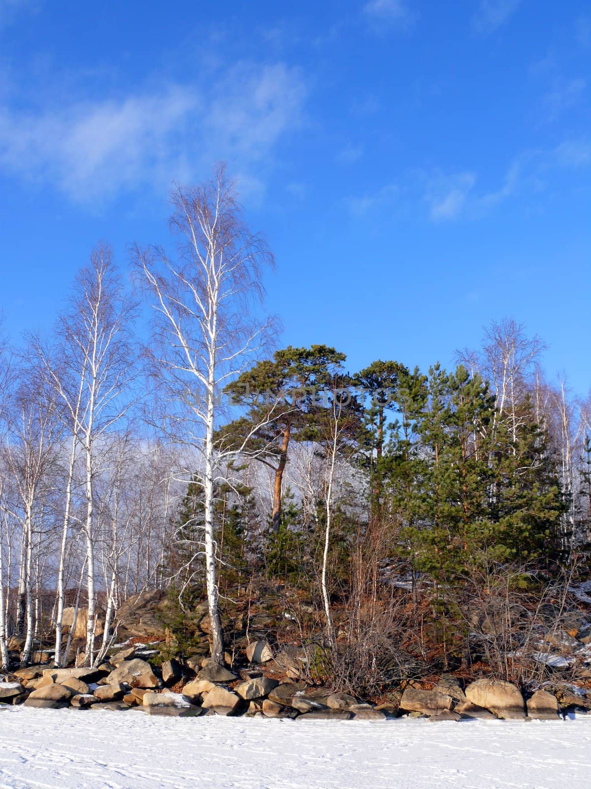 Winter landscape