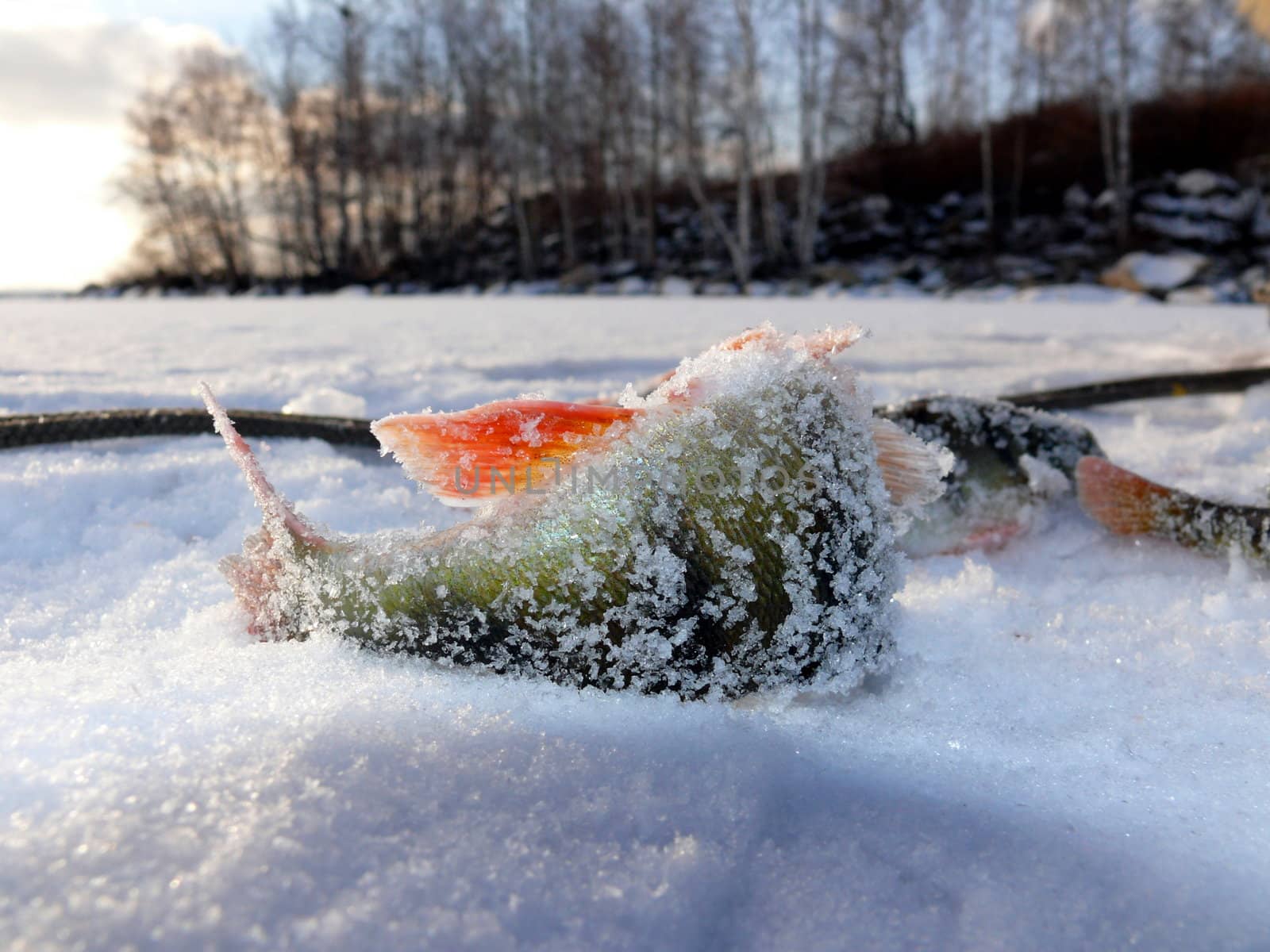 Freshwater fish by Stoyanov