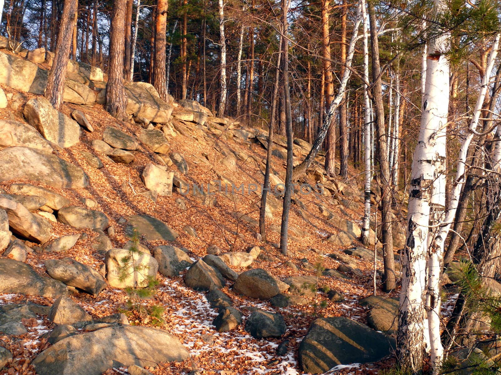 Winter landscape