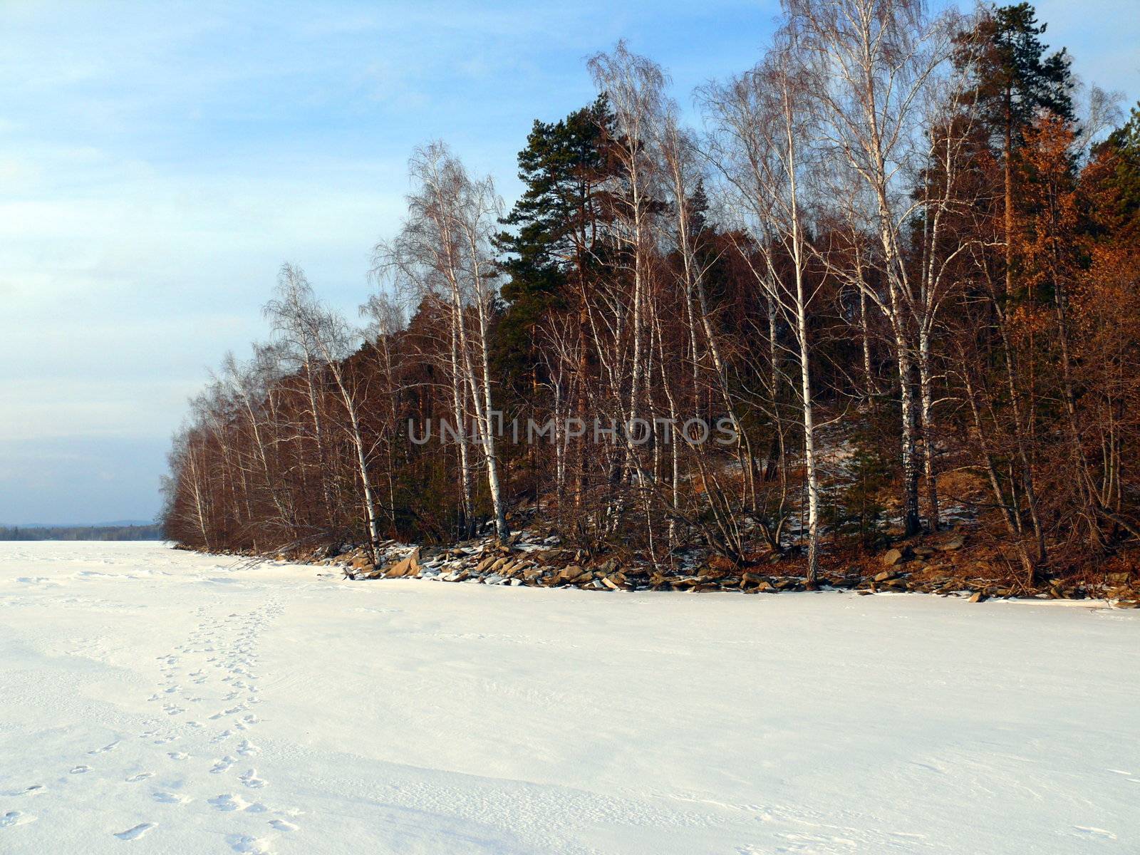 Winter landscape