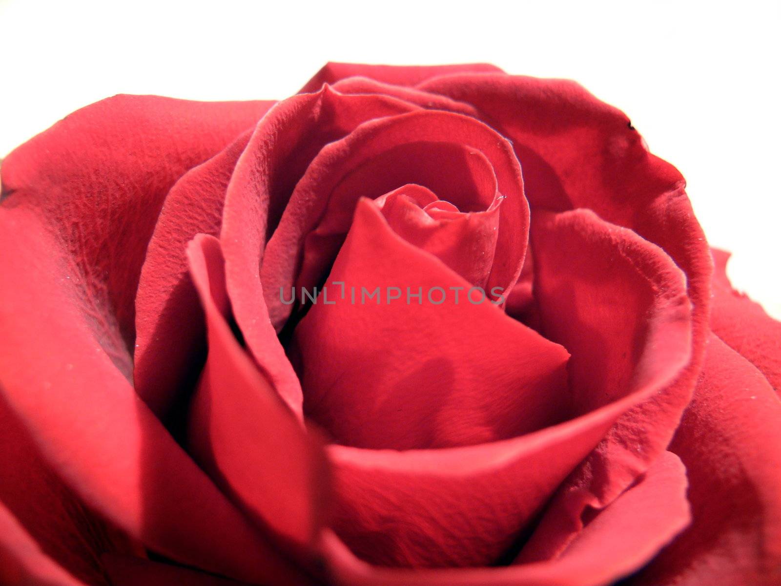 Red rose by Stoyanov