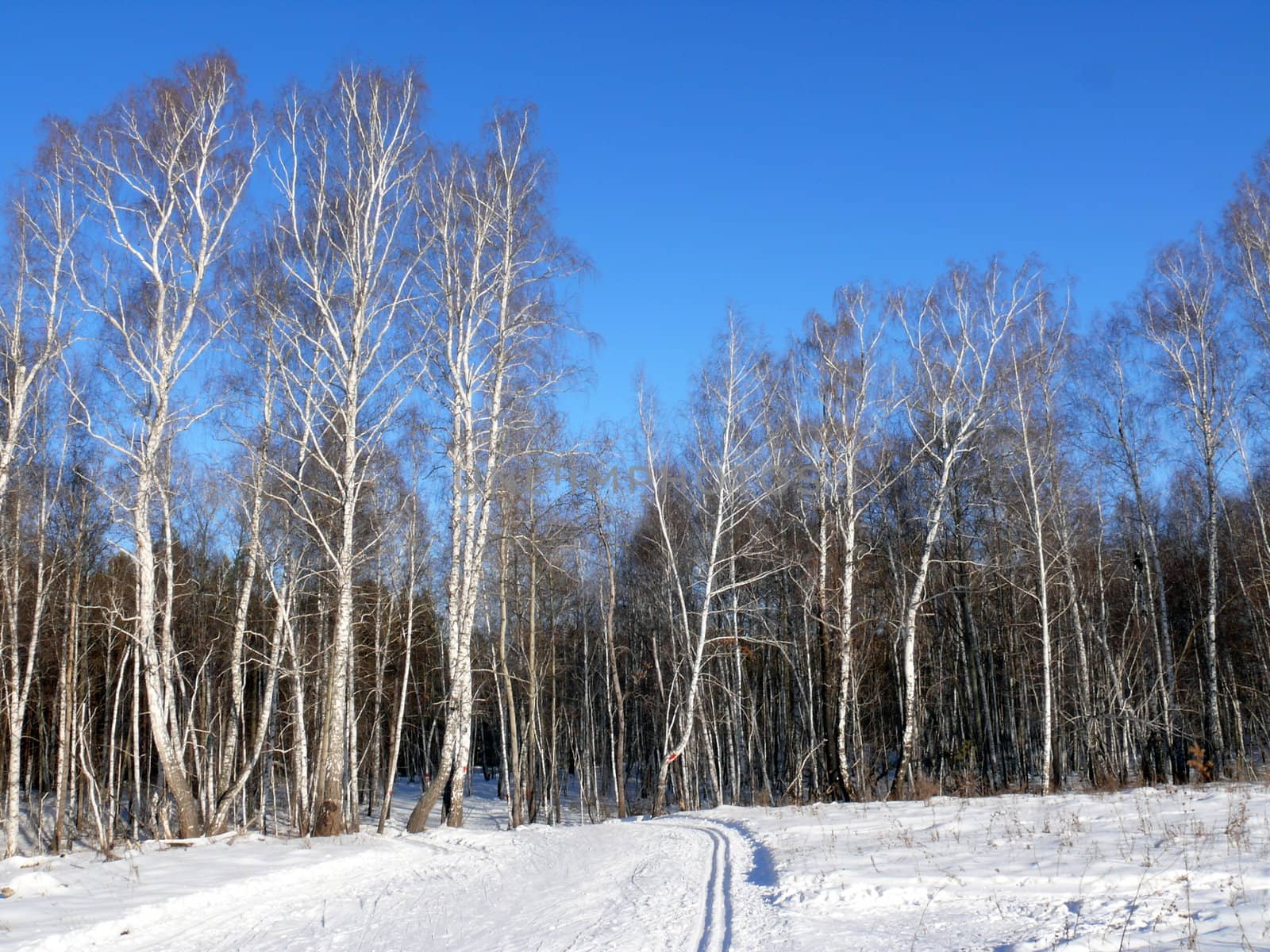 Winter landscape