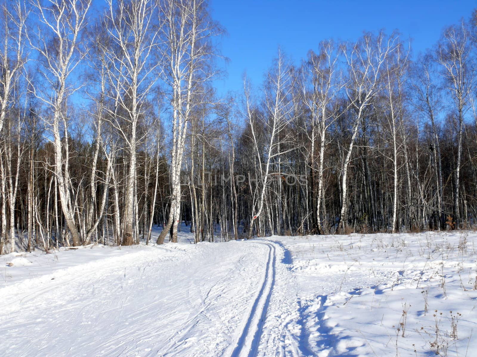 Winter landscape