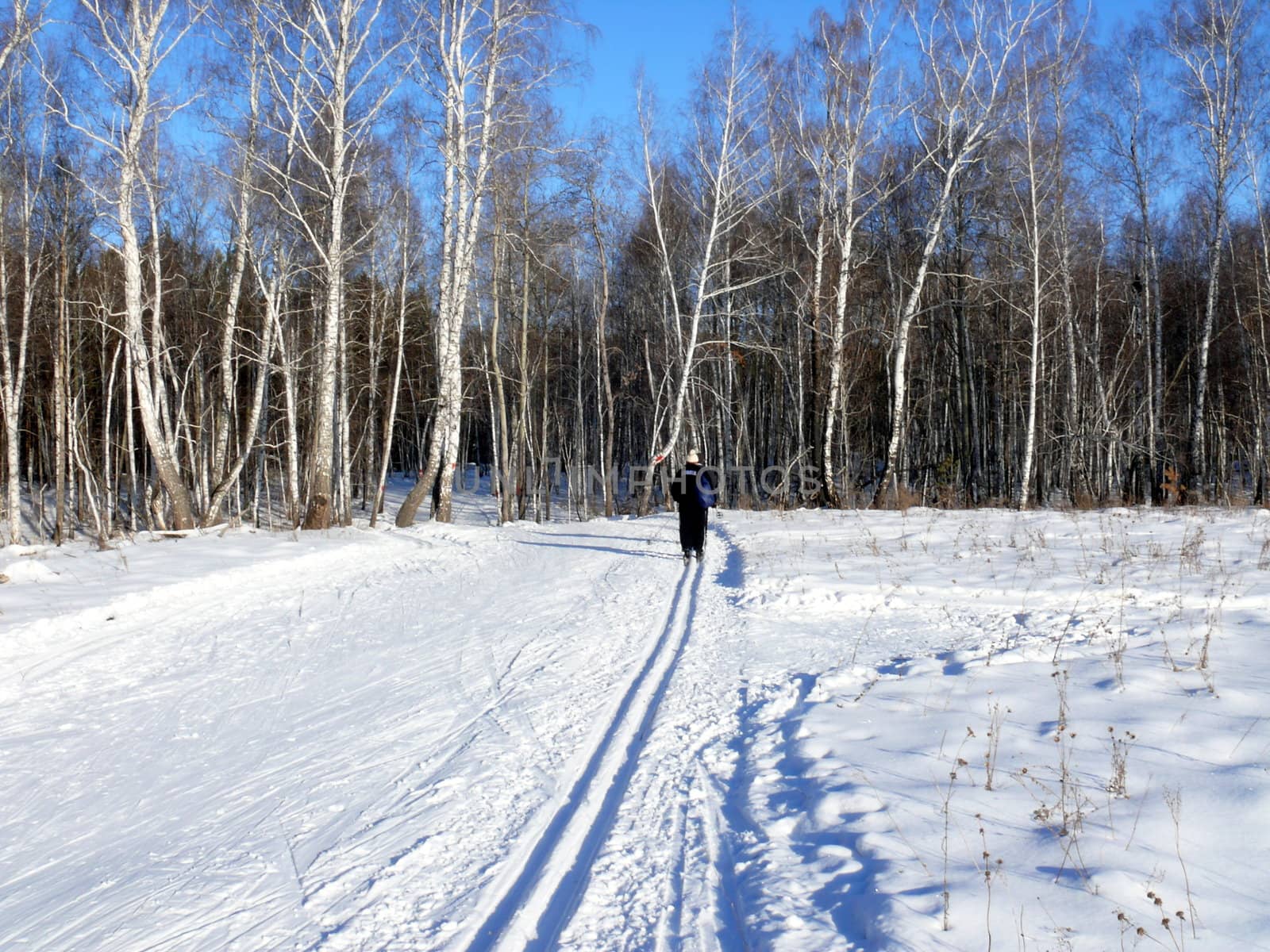 Winter landscape