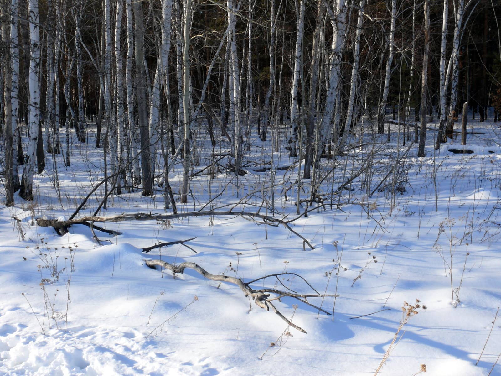 Winter landscape