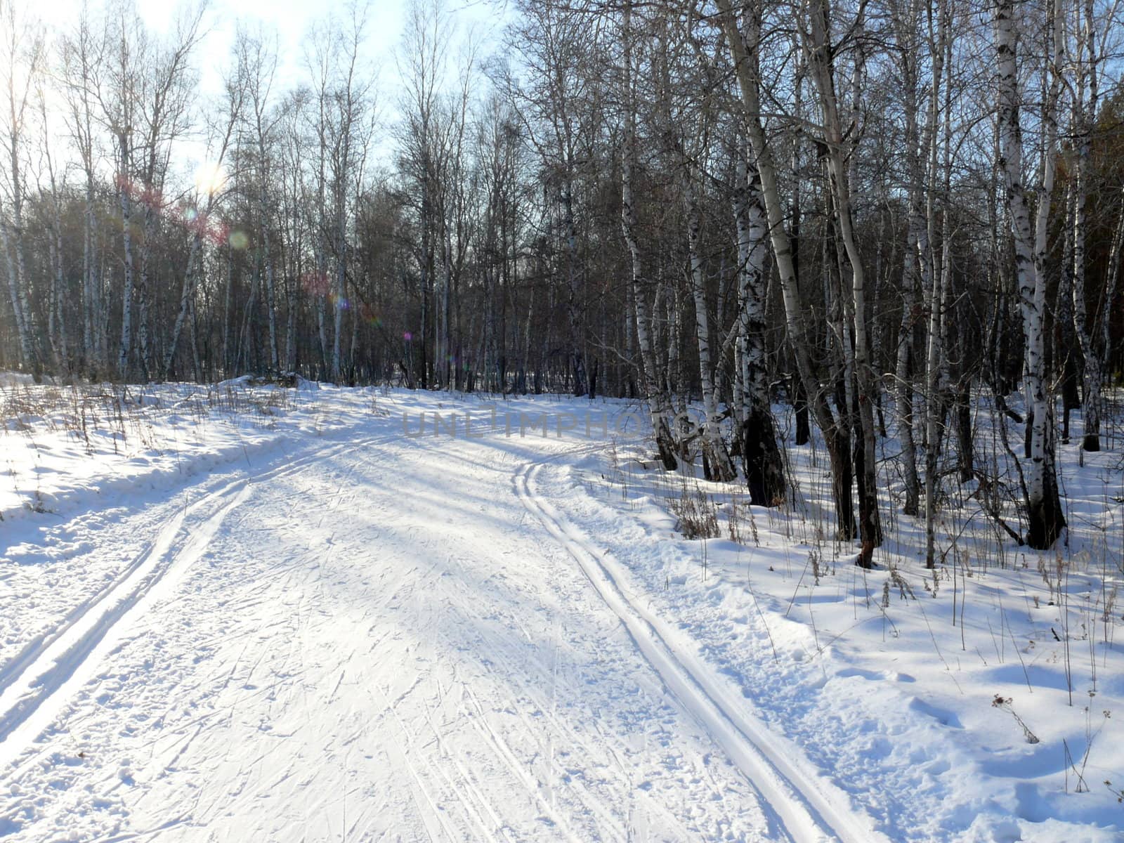 Winter landscape