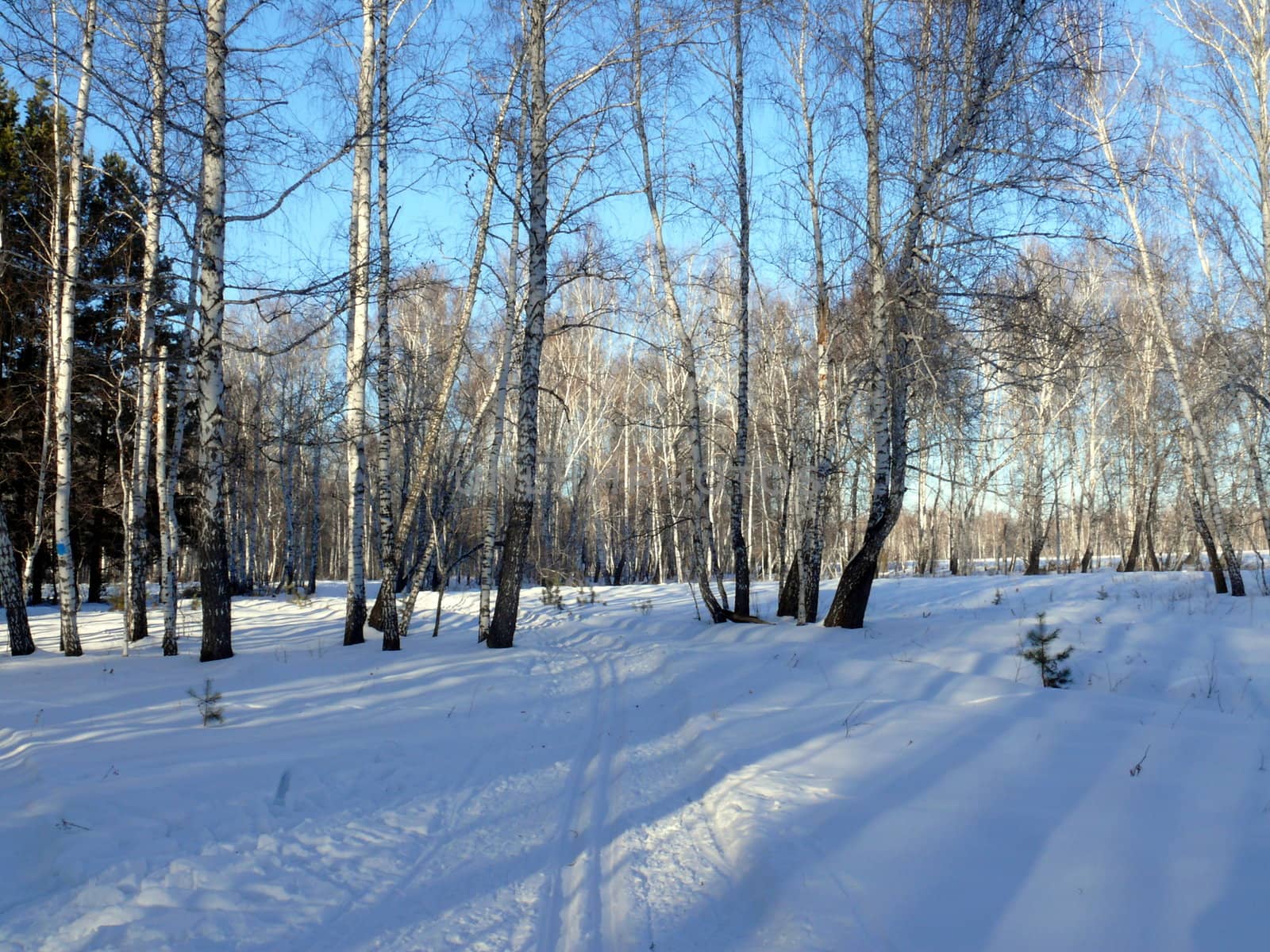 Winter landscape