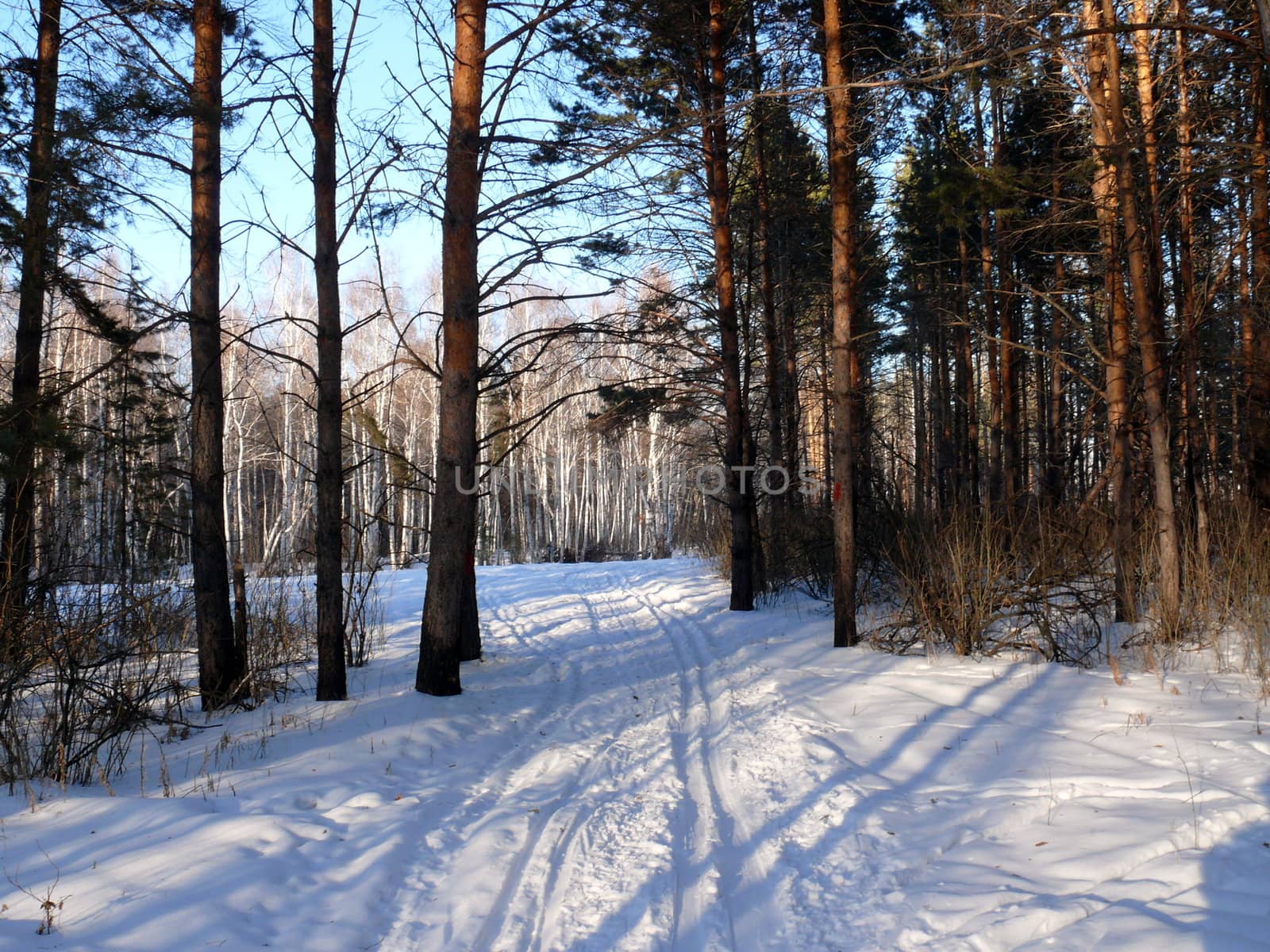 Winter landscape