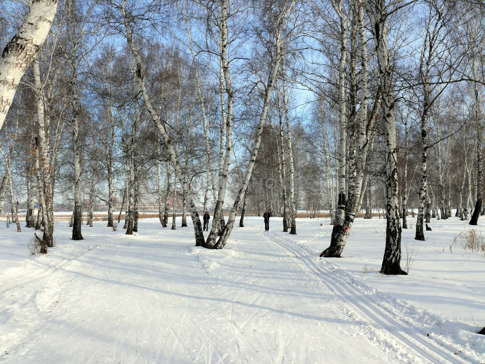 winter landscape with birch and blue sky background