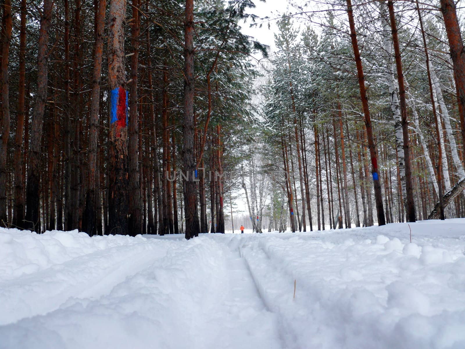 ski track in the forest