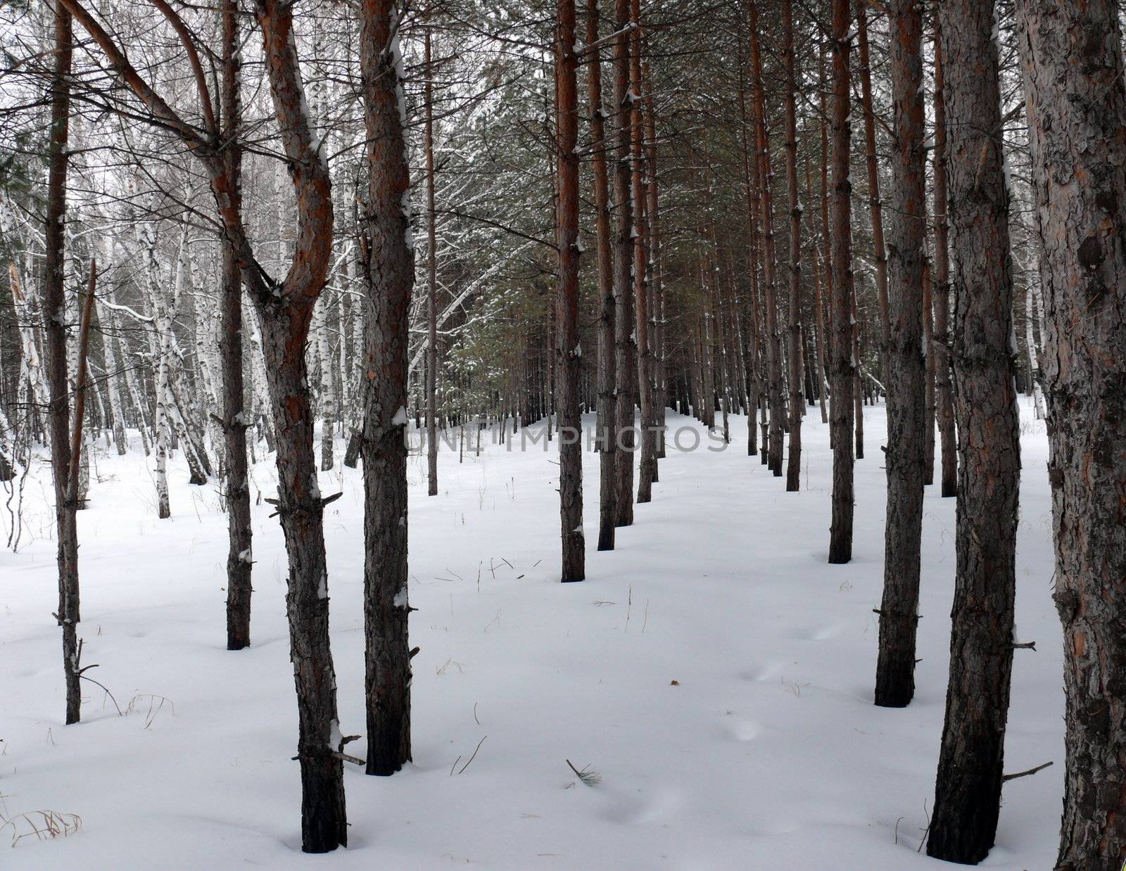 rows of pine-trees in winter forest by Stoyanov