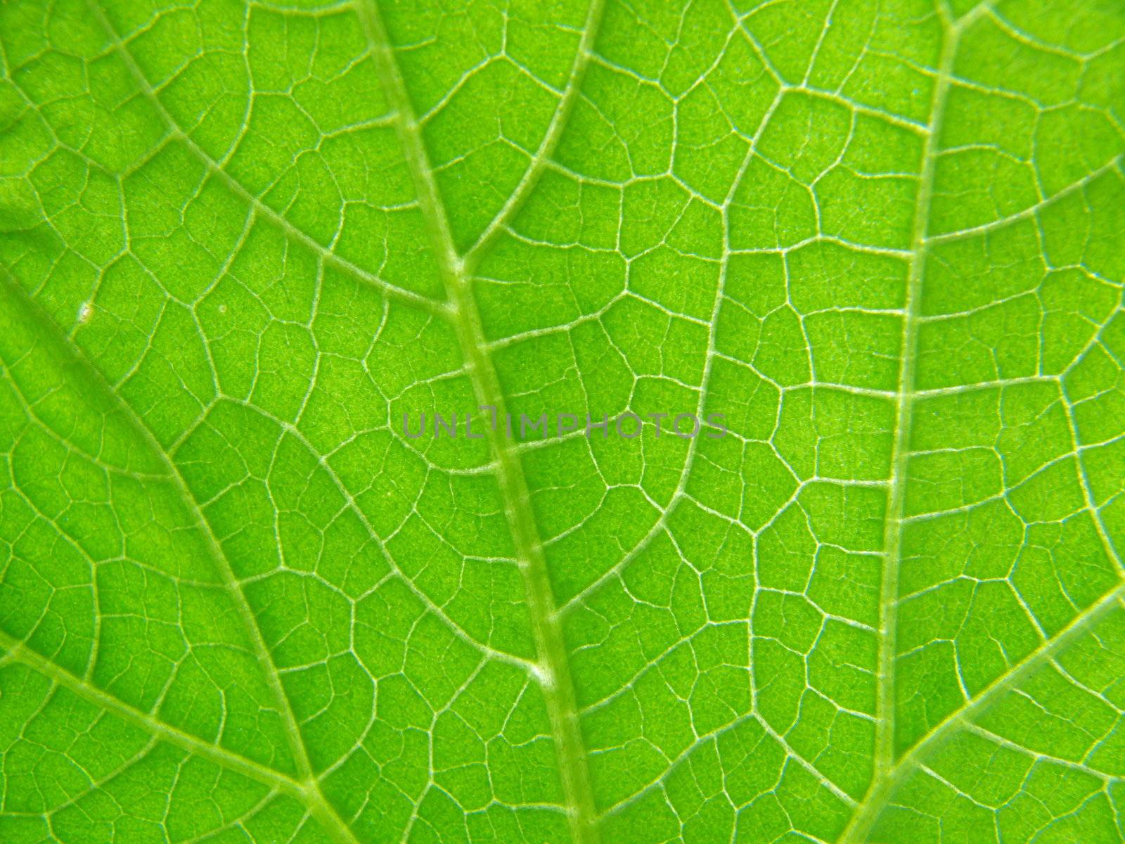 Texture of cucumber leaf by Stoyanov