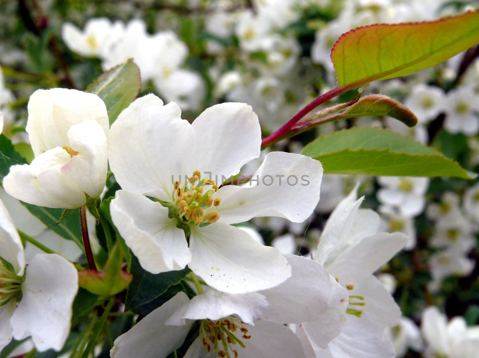 Fresh apple tree branch with flowers by Stoyanov