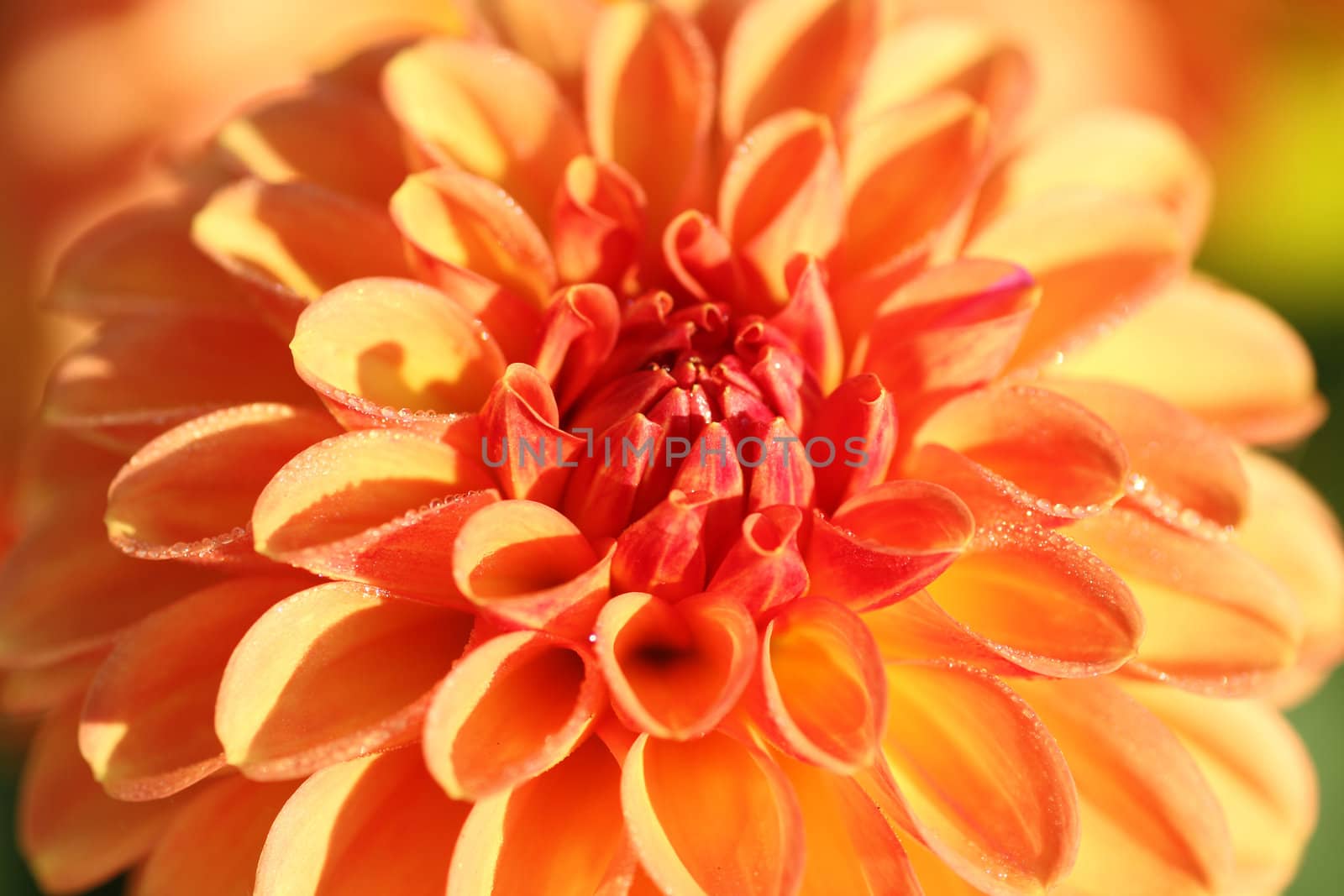 Dahlia flower in morning sun by Colette