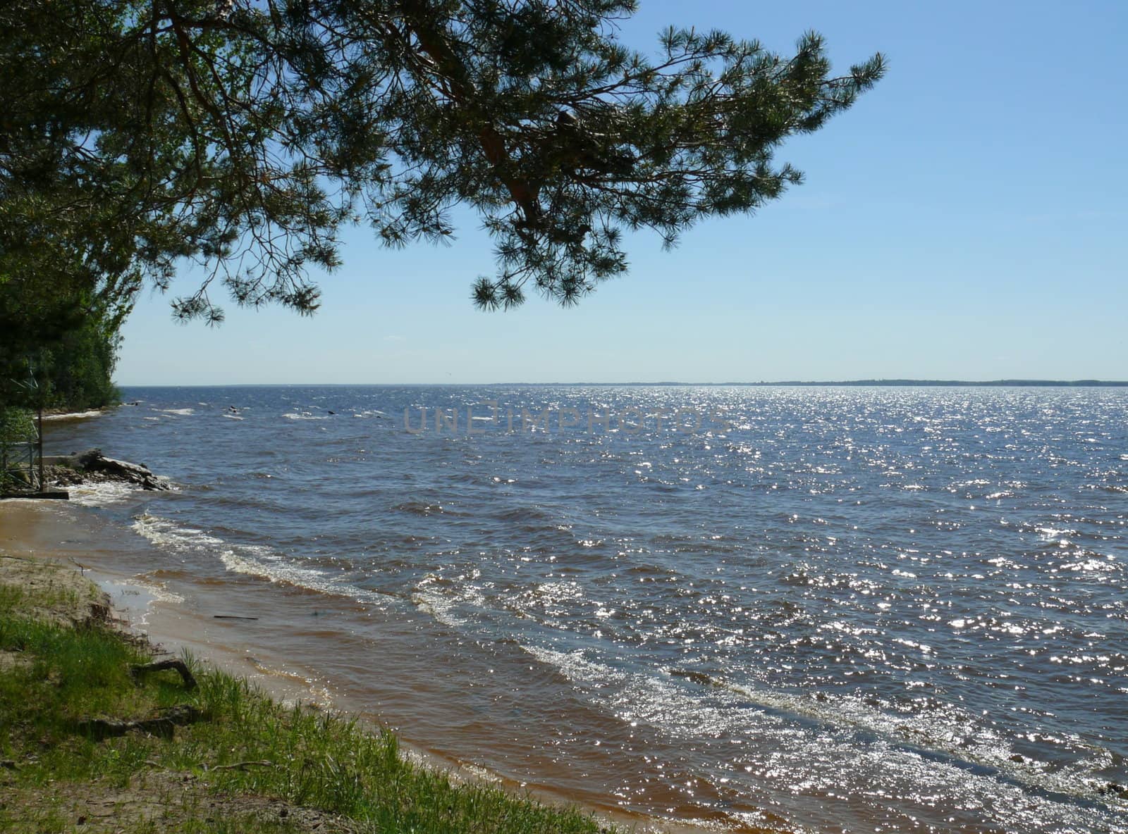 Pine branch in the lake background