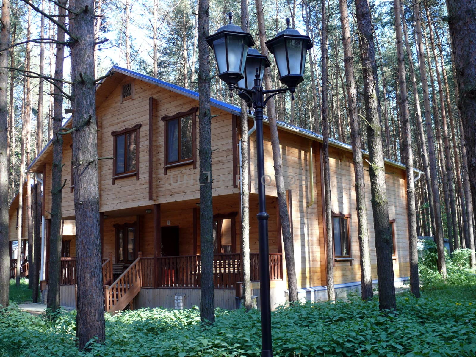wooden cottages in pine forest
