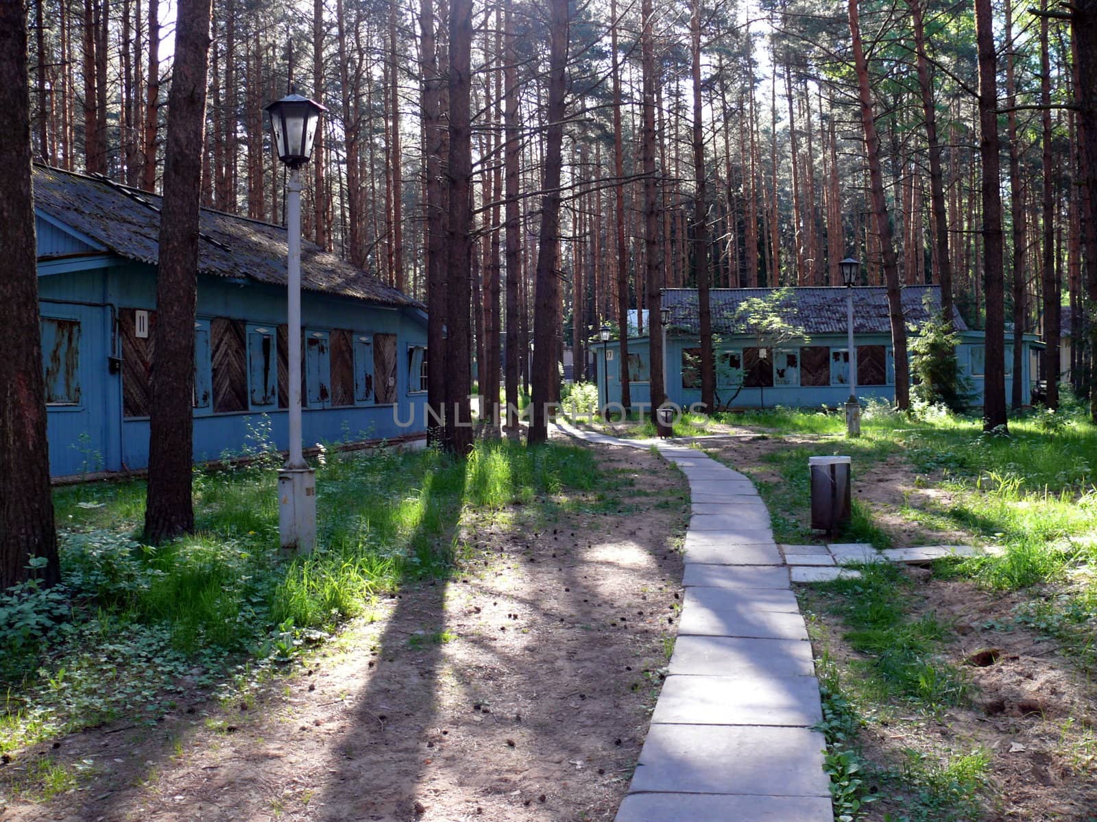 wooden cottages in pine forest