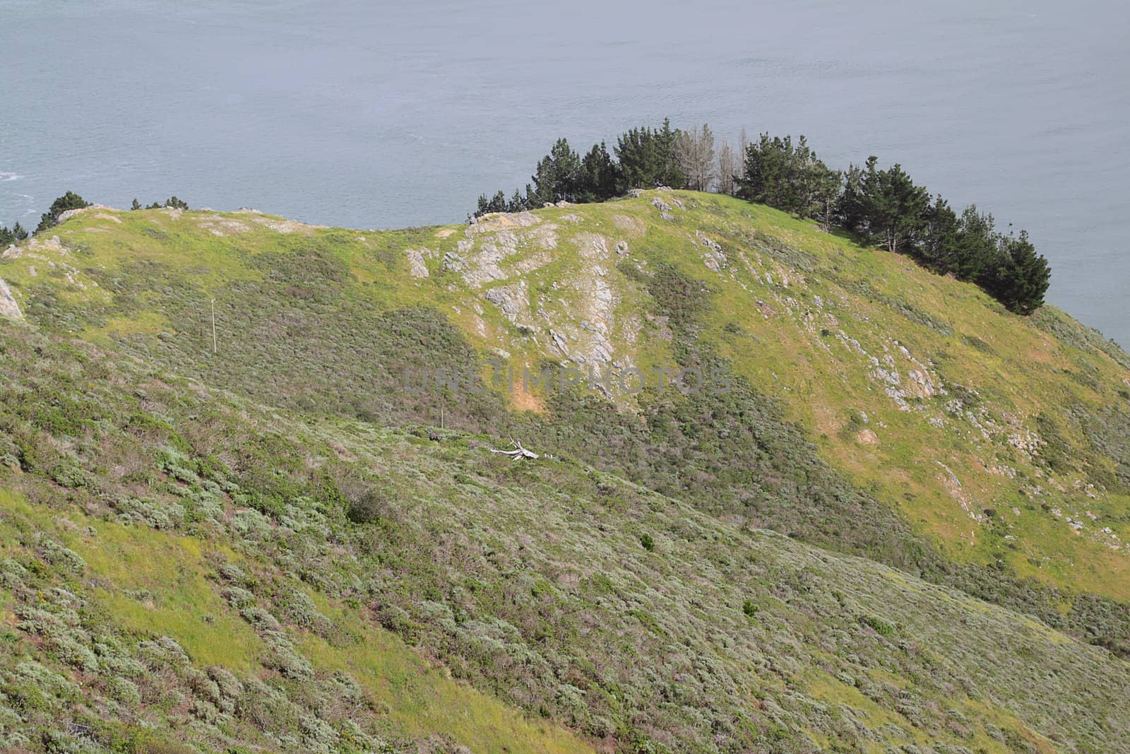 A hill with trees by the ocean on overcast day