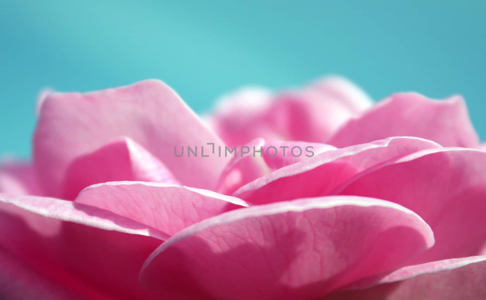 A closeup view of pink rose petals on a blue background.