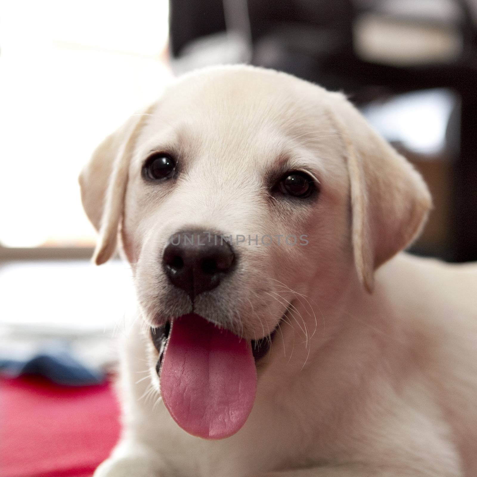 Labrador baby by Iko