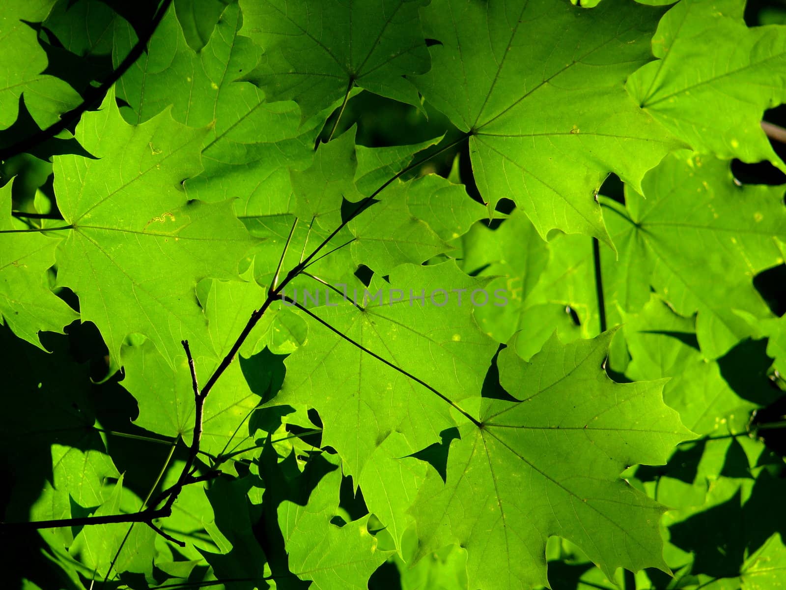 background with green maple leaves by Stoyanov