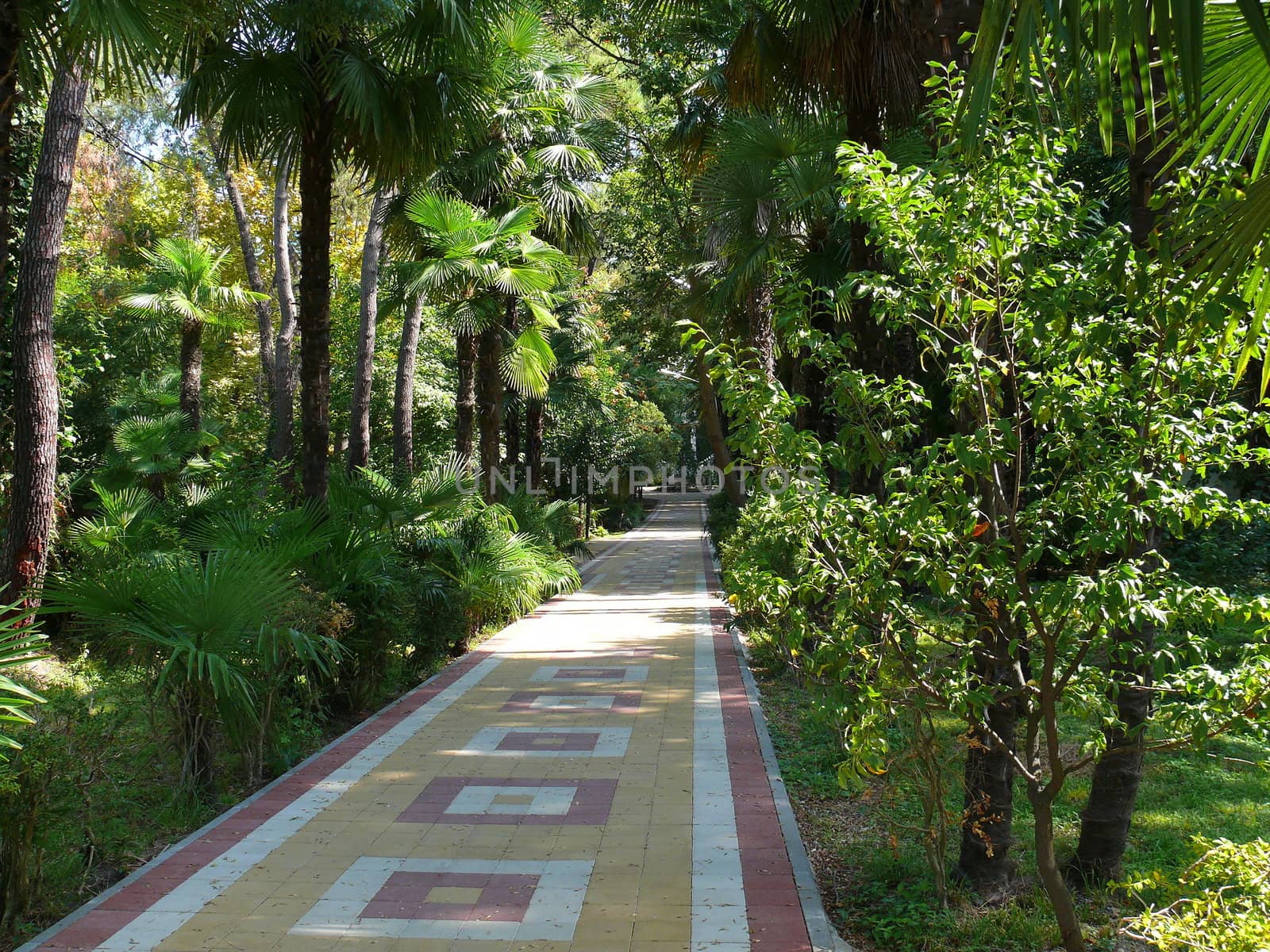 Park in the center of Sochi