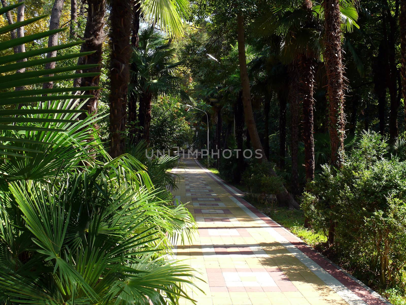 Park in the center of Sochi by Stoyanov