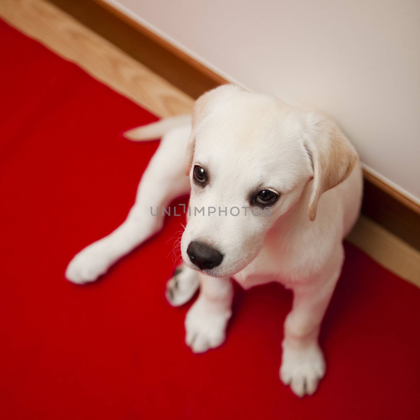 Top view of a labrador retriever puppy sitting on the floor