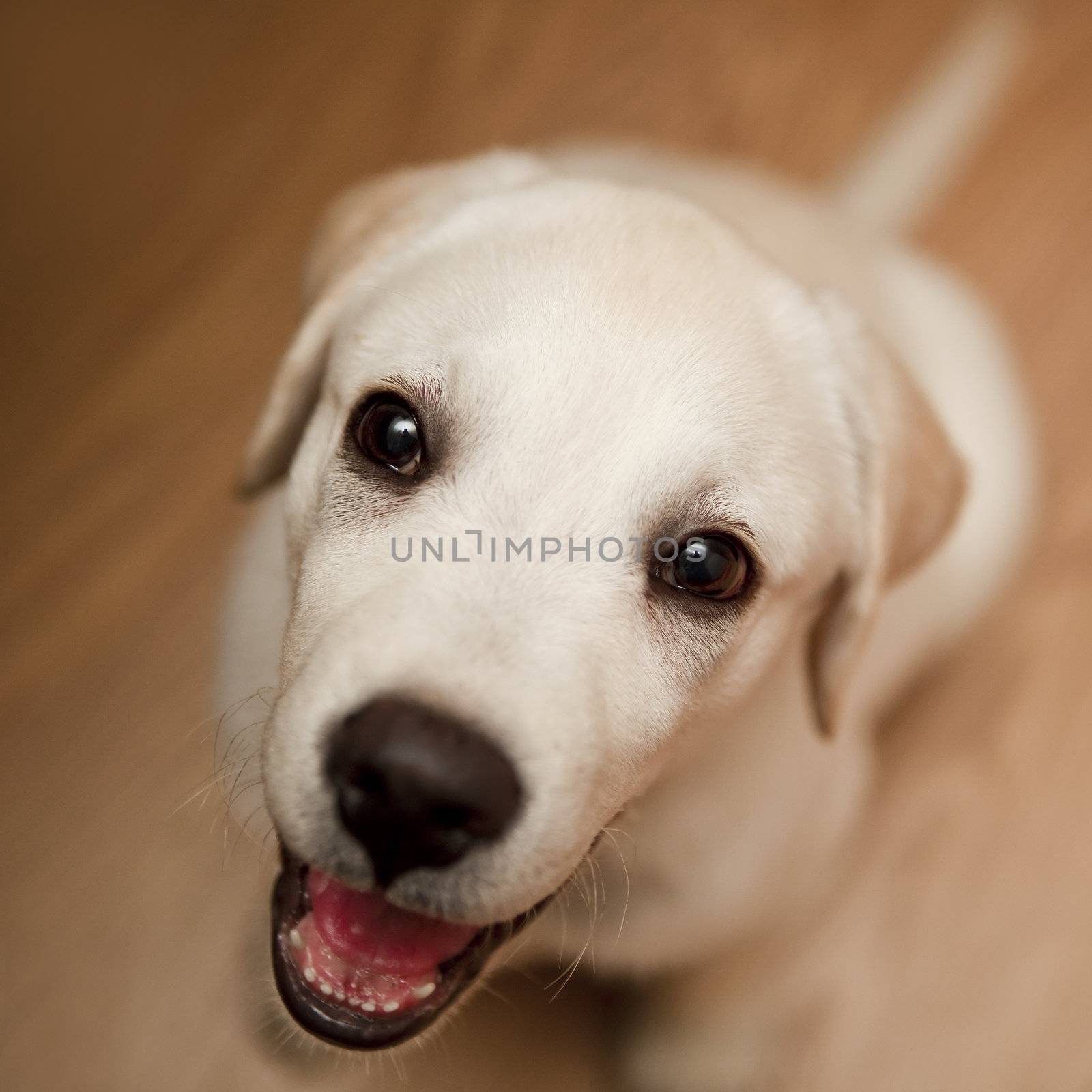 Top view of a labrador retriever puppy sitting on the floor