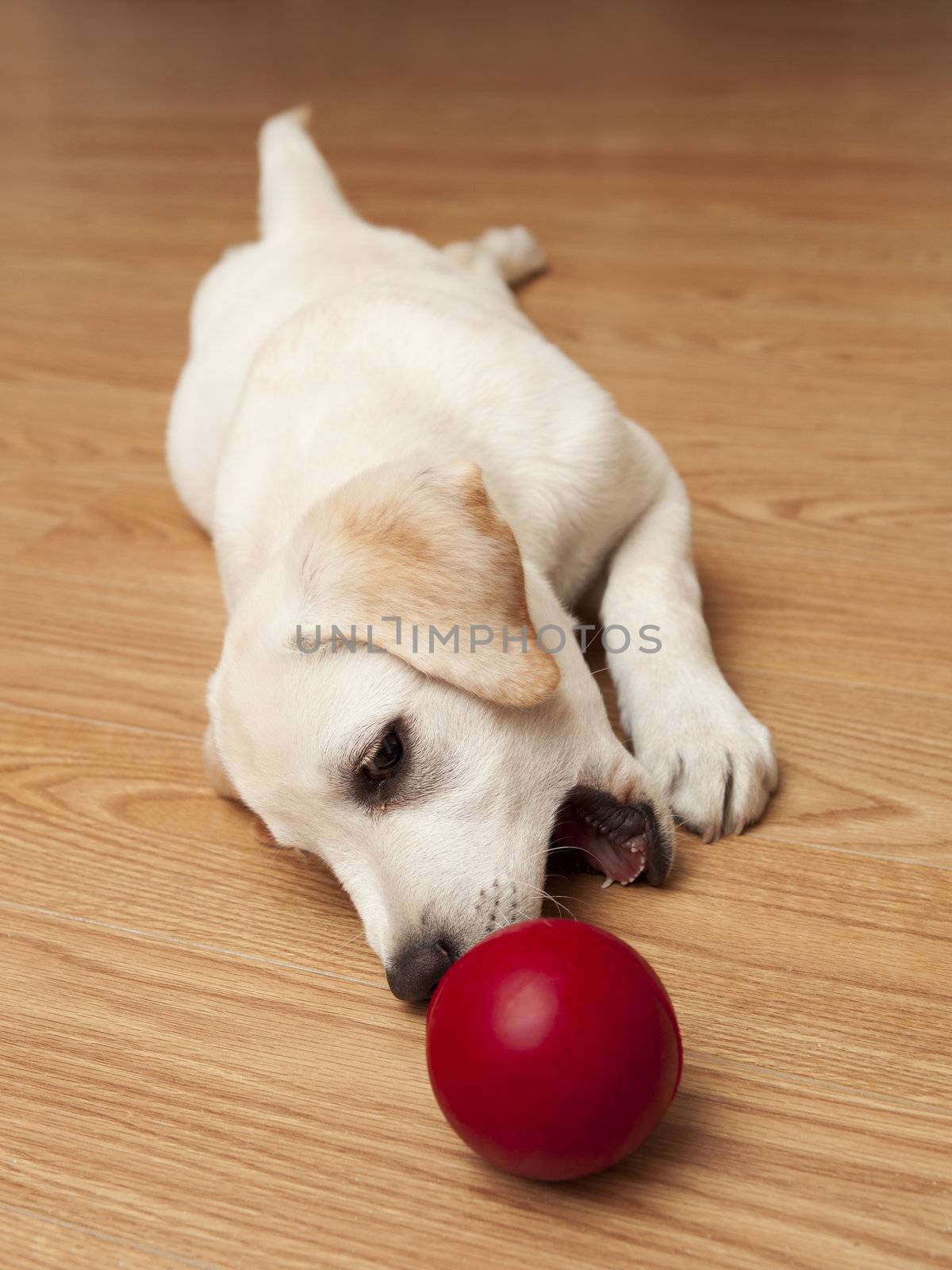 Labrador retriever puppy lying on the floor and playing with a red ball