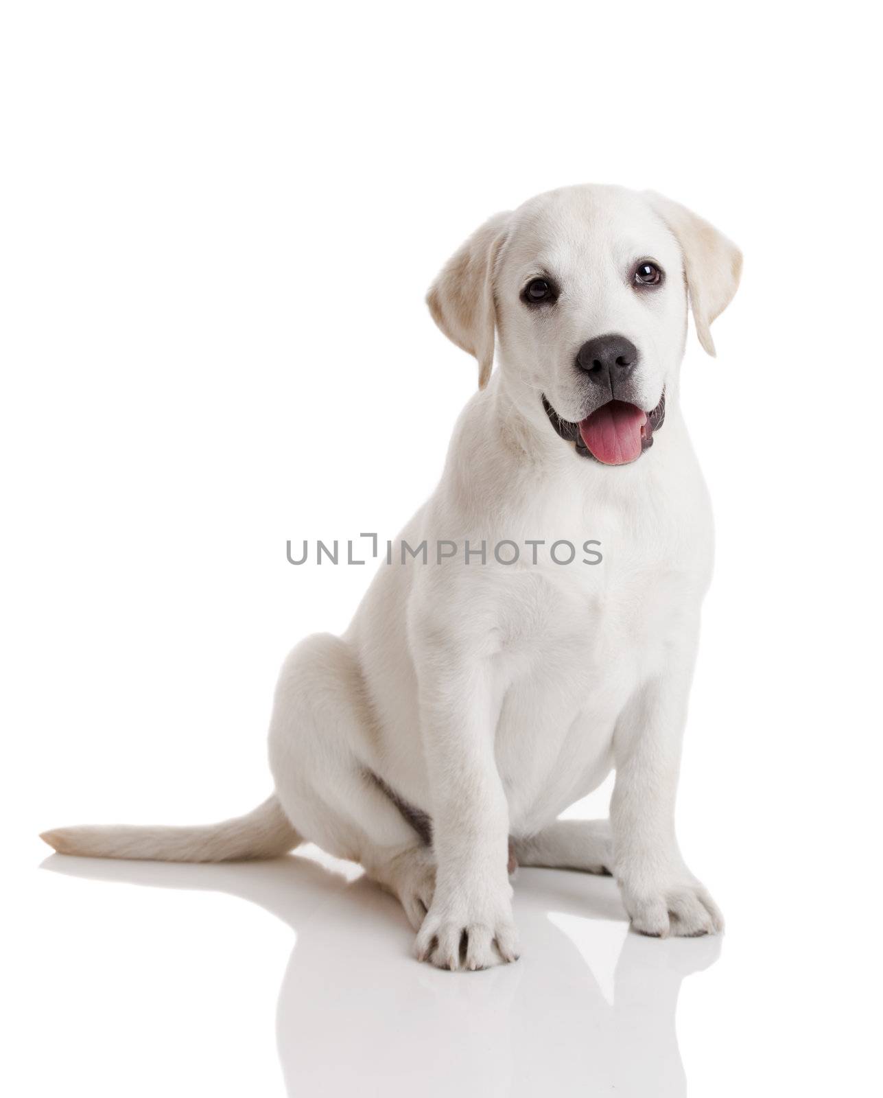 Beautiful labrador retriever cream puppy isolated on white background