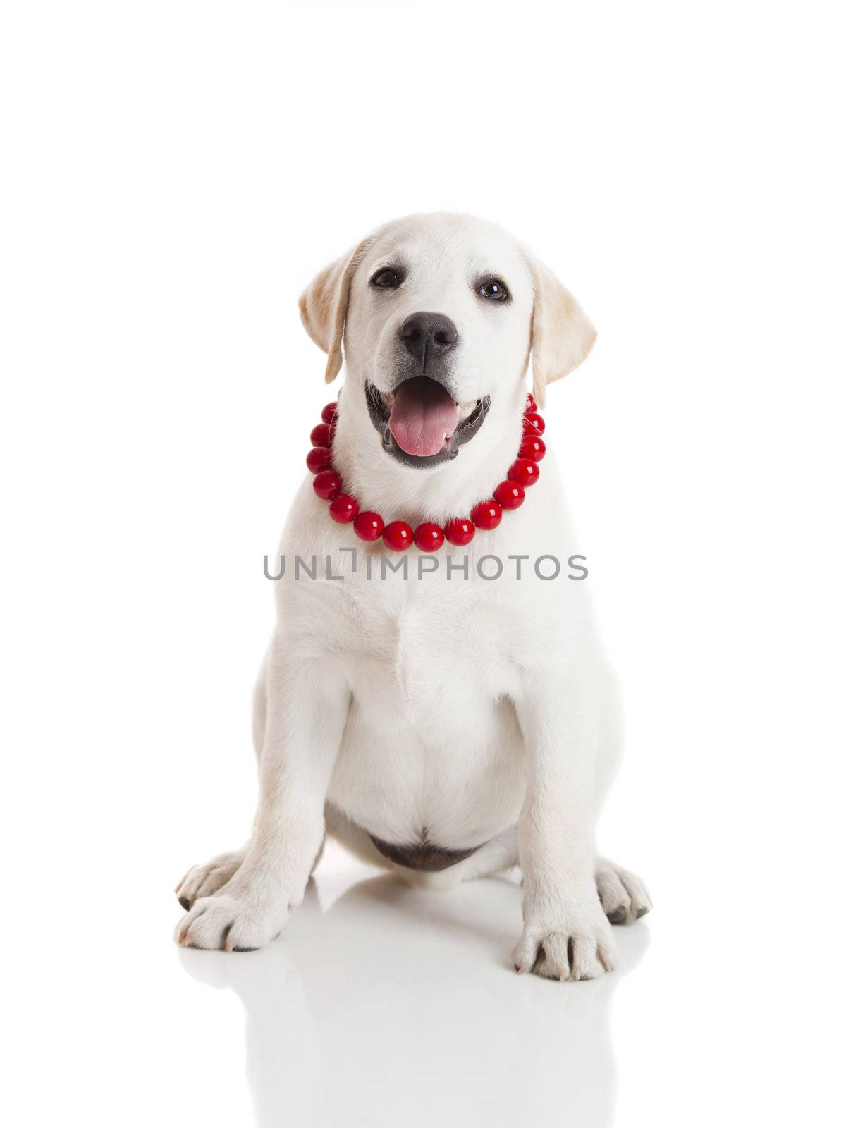 Labrador retriever puppy wearing a red collar, isolated on white