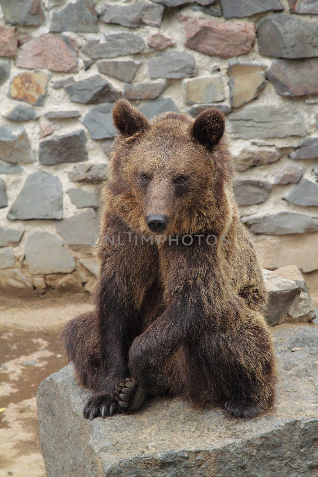A brown bear on a stone in the zoo