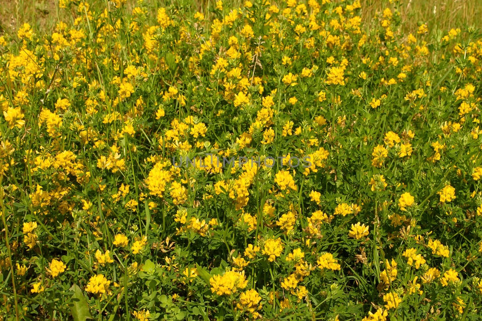 Wild yellow bean flowers bloom in meadows