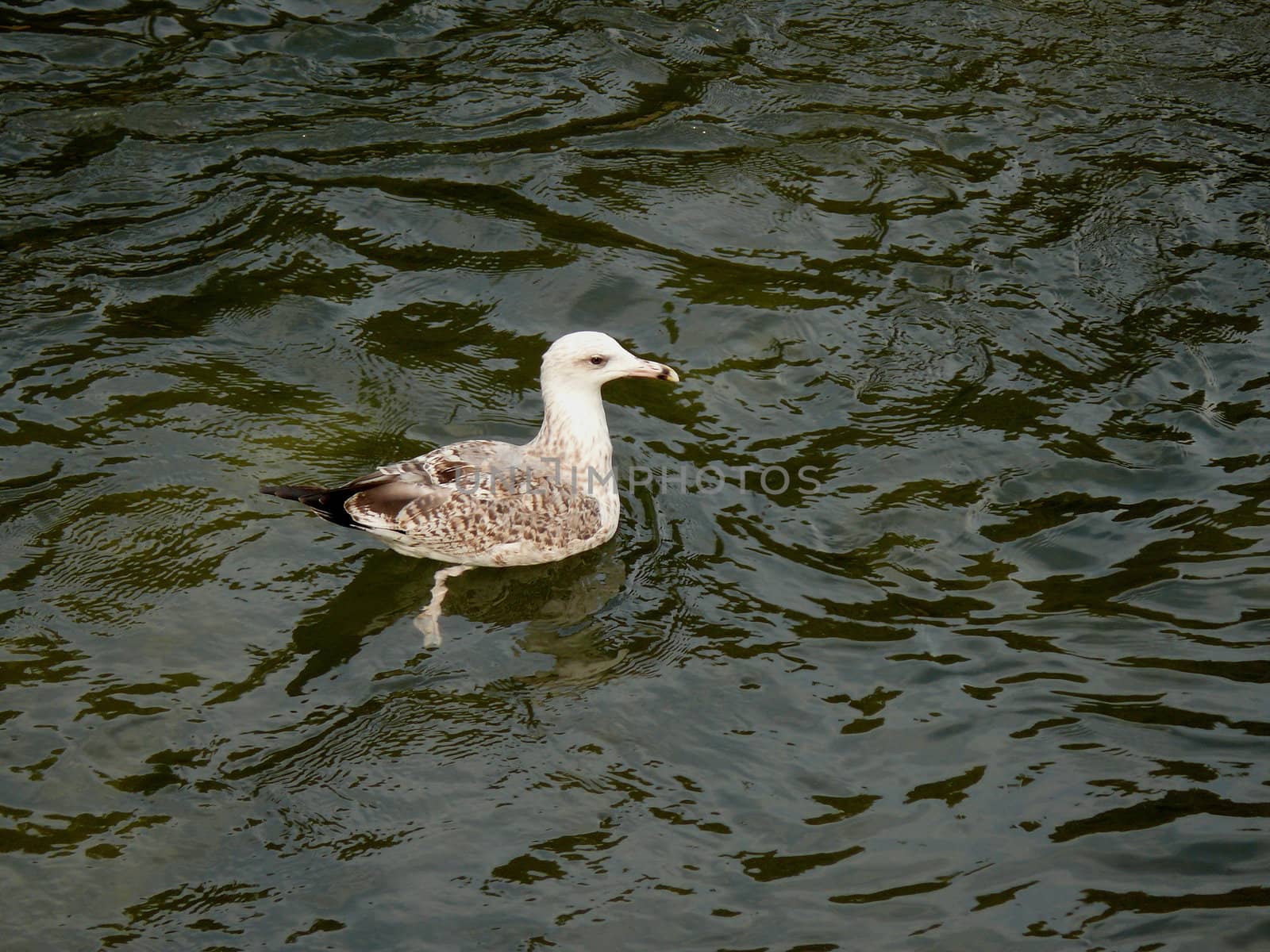Gull in the water by Stoyanov