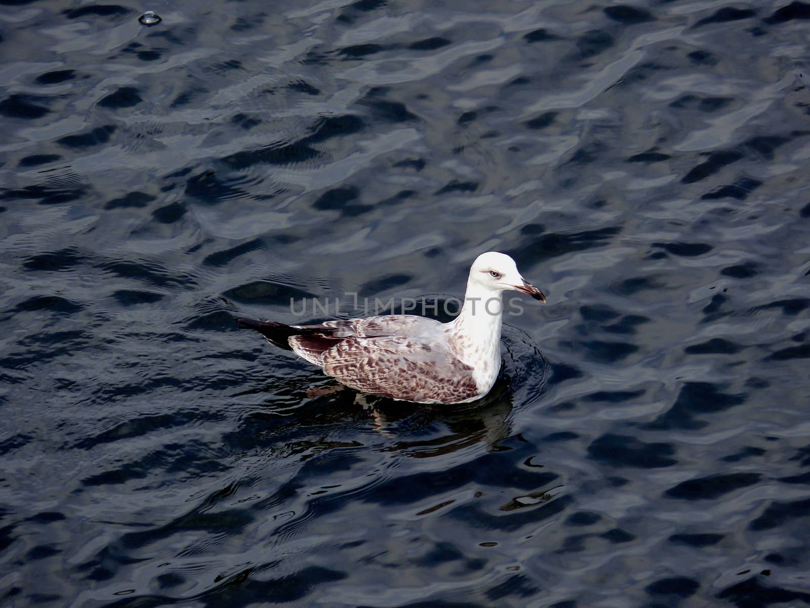Gull in the water