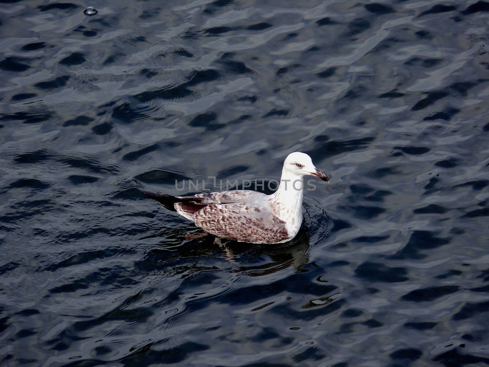 Gull in the water by Stoyanov