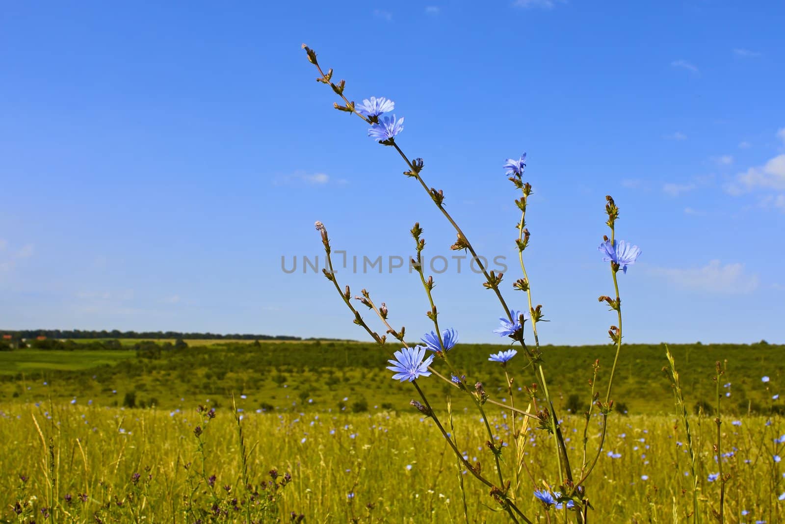 Flowering plant chicory on the background of meadows and sky