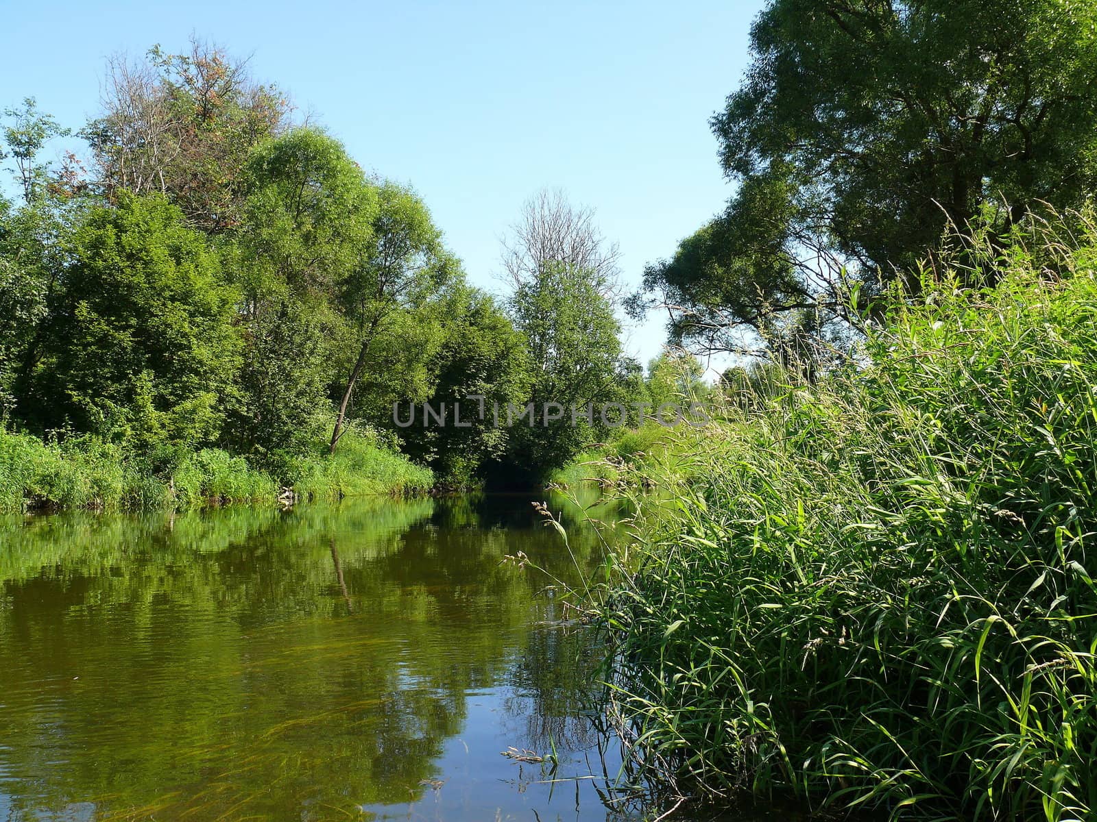 Summer landscape with river