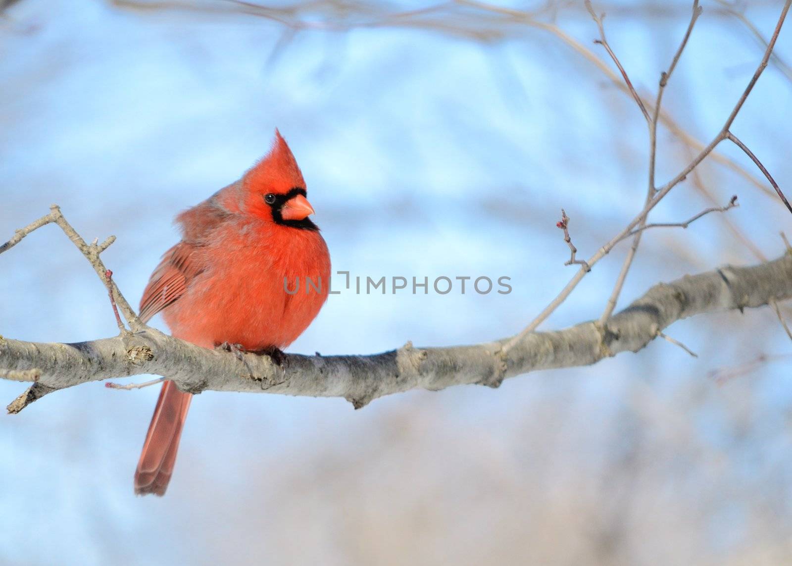 Northern Cardinal by brm1949