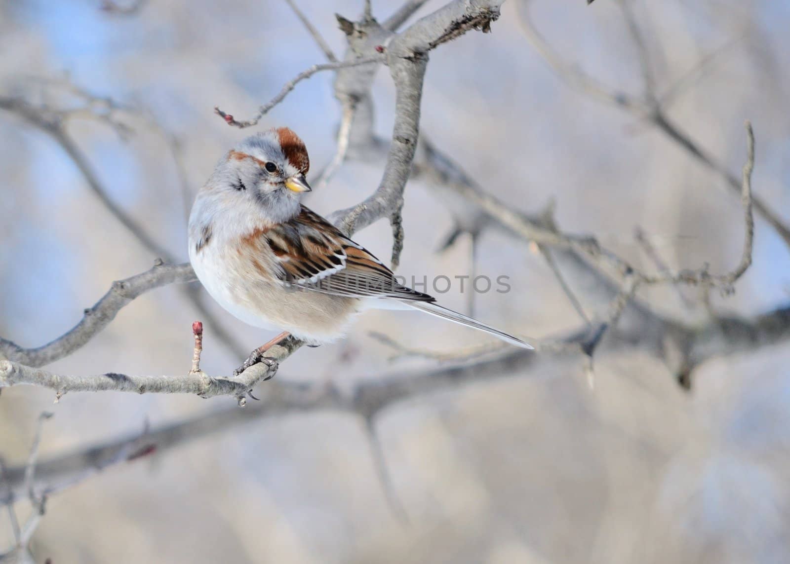 A tree sparrow perched on a tree branch.