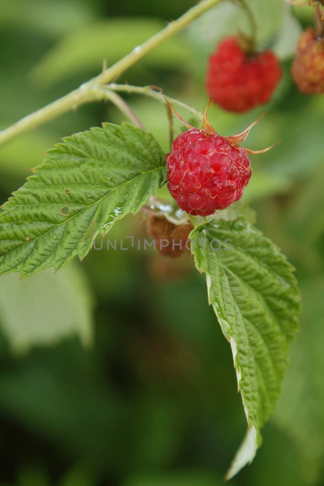 Raspberries in the garden by pulen