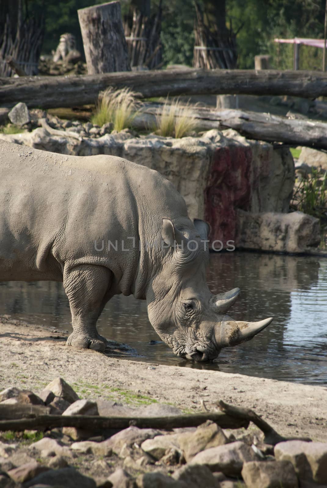 Rhinoceros drinking water from the lake