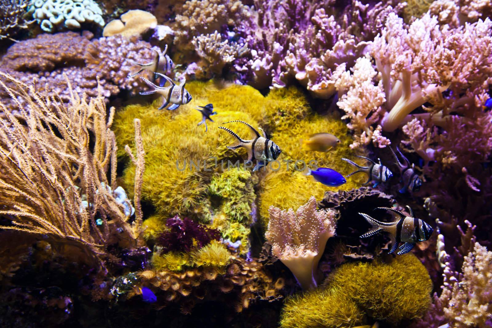 Detail of coral reef: Egypt, Red Sea