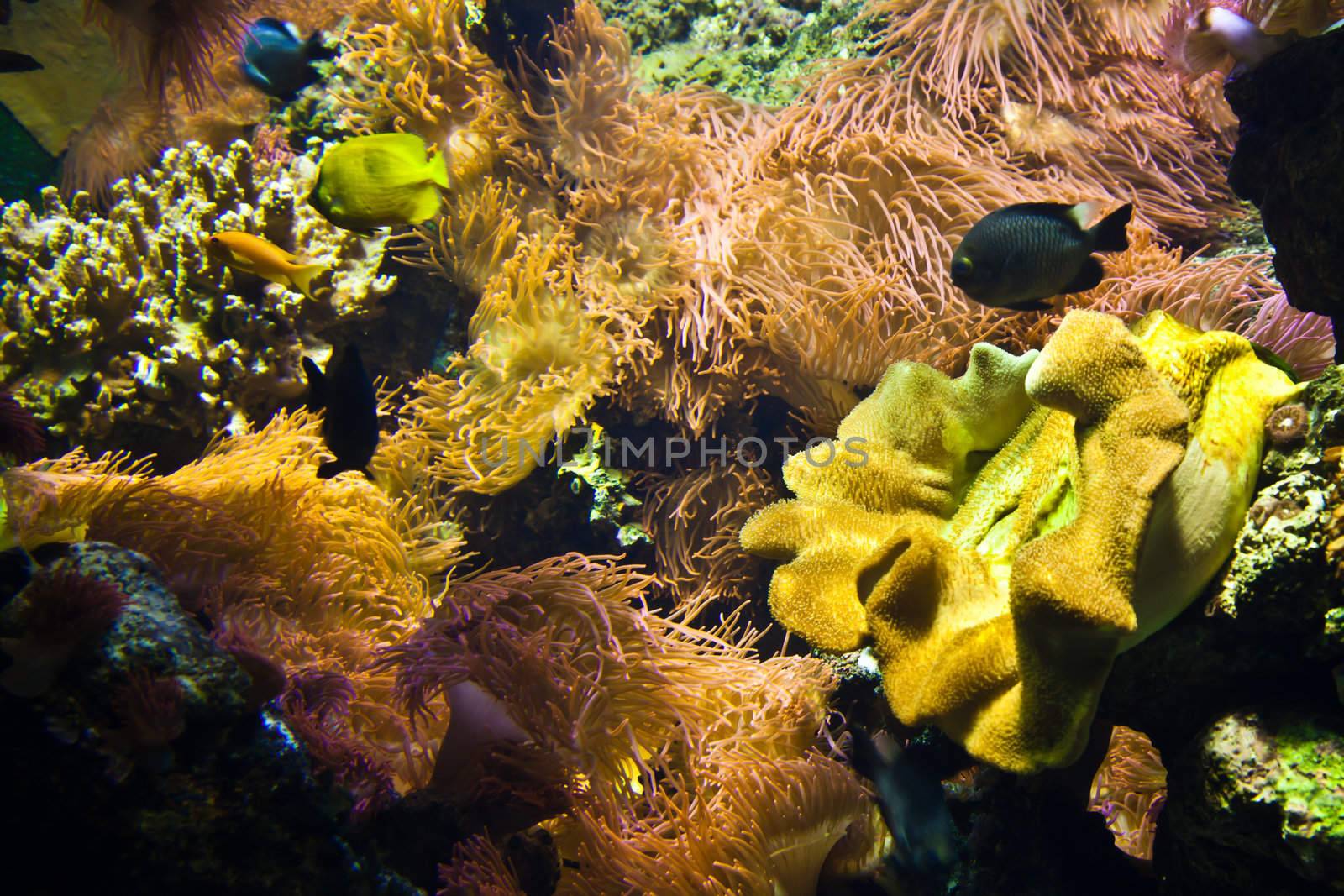 Detail of coral reef: Egypt, Red Sea