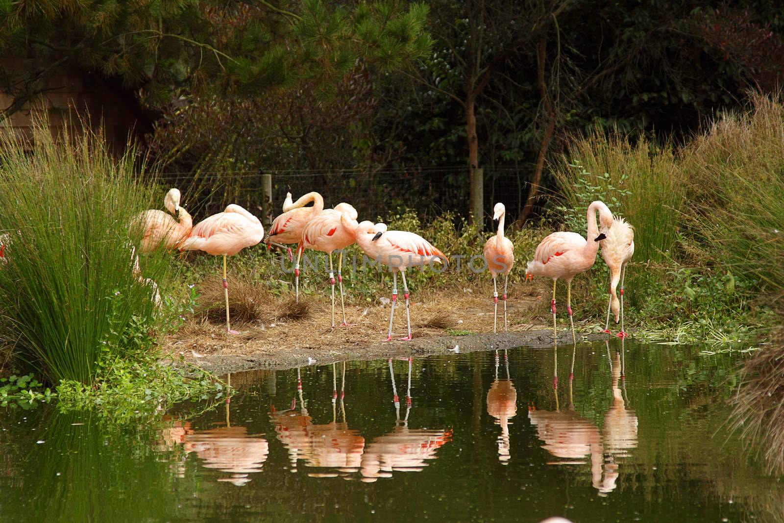 Flamingos in zoo by pulen