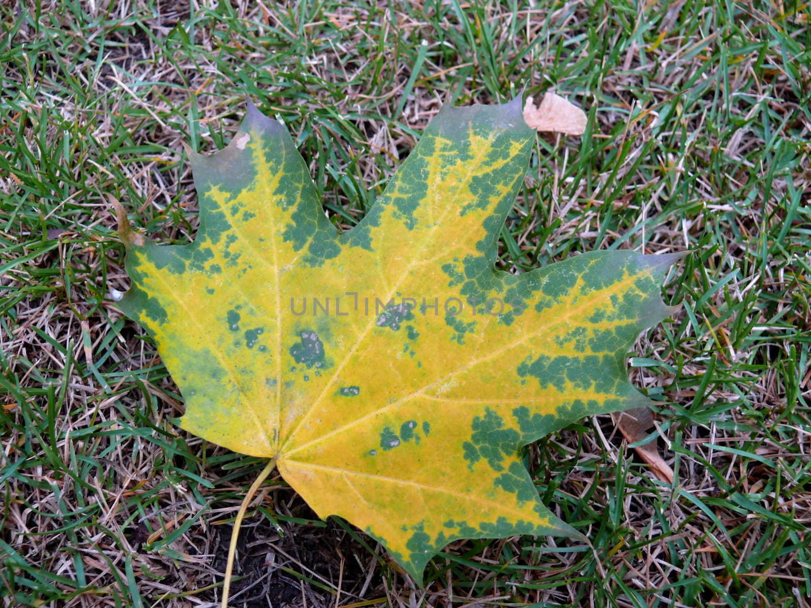 Maple leaf by Stoyanov