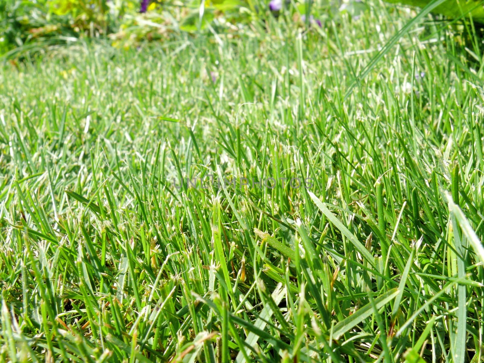 Green grass background