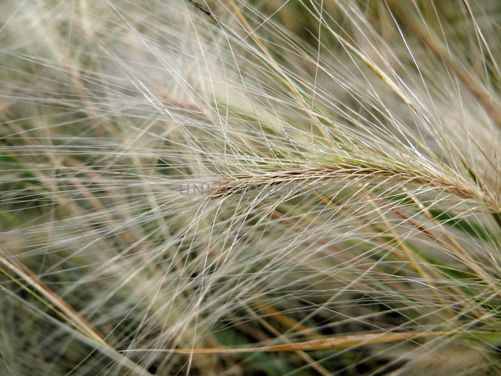 Texture of feather grass by Stoyanov